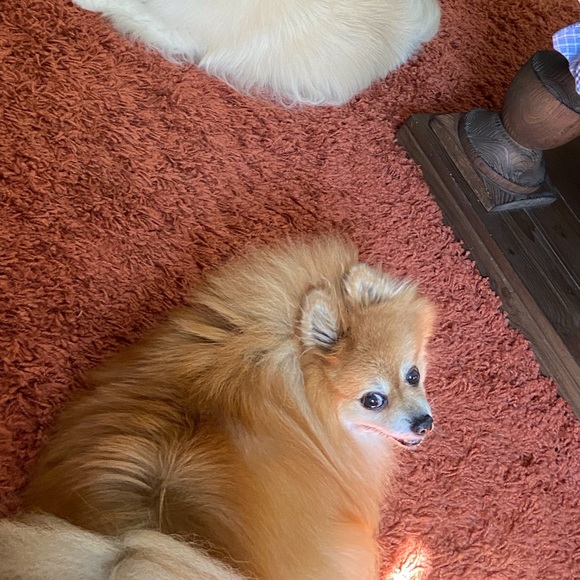 Meet your Posher, Dena - Picture 3 of 15